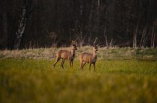 two deers on green grass field